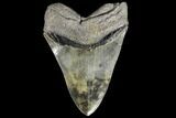 Serrated, Fossil Megalodon Tooth #134288-1